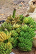 SRI LANKA, Negombo, market, fruit and vegetable market, Bananas, full bunches, SK2718JPL