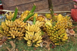 SRI LANKA, Negombo, market, fruit and vegetable market, Bananas, whole bunches, SLK2674JPL