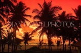SRI LANKA, Negombo, sunset, sea, and coconut trees, SLK6023JPL