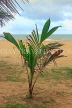 SRI LANKA, Negombo, young coconut tree, SLK6134JPL