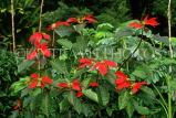SRI LANKA, Nuwara Eliya, Hakgala Botanical Gardens, Poinsettia flowers, SLK1987JPL