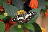 SRI LANKA, Nuwara Eliya, Lime (Lemon) Butterfly, on Lantana flowers, SLK4510JPL
