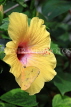 SRI LANKA, Nuwara Eliya, Three Spot Grass Butterfly, on Hibiscus flower, SLK4531JPL