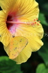 SRI LANKA, Nuwara Eliya, Three Spot Grass Butterfly, on Hibiscus flower, SLK4532JPL
