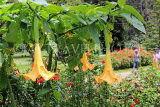 SRI LANKA, Nuwara Eliya, Victoria Park, Angels Trumpet flowers, SLK4314JPL