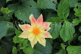 SRI LANKA, Nuwara Eliya, Victoria Park, Dahlia flower, SLK4331JPL