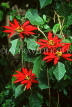 SRI LANKA, Nuwara Eliya, Victoria Park, Poinsettia flowers, SLK266JPL