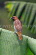 SRI LANKA, Nuwara Eliya, Victoria Park, Scaly breasted Munia bird, SLK4473JPL
