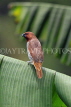SRI LANKA, Nuwara Eliya, Victoria Park, Scaly breasted Munia bird, SLK4473JPL