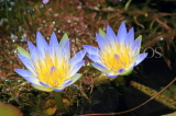 SRI LANKA, Nuwara Eliya, Victoria Park, Water Lilies, SLK4322JPL