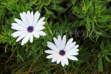 SRI LANKA, Nuwara Eliya, Victoria Park, white Daisy flowers, SLK4410JPL