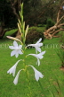 SRI LANKA, Nuwara Eliya, Victoria Park, white Lilies, SLK4337JPL