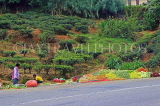 SRI LANKA, Nuwara Eliya, roadside vegetable stalls, and Tea bushes,, SLK4371JPL
