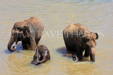 SRI LANKA, Pinnewala, adult and baby elephants bathing and playing in Maha Oya, SLK2418JPL