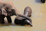 SRI LANKA, Pinnewala, adult and baby elephants bathing and playing in Maha Oya, SLK2419JPL