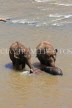SRI LANKA, Pinnewala, adult and baby elephants bathing in Maha Oya (Big River), SLK2417JPL
