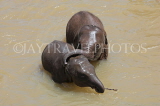 SRI LANKA, Pinnewala, baby elephants bathing and playing in Maha Oya (Big River), SLK2283JPL