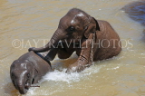 SRI LANKA, Pinnewala, baby elephants bathing and playing in Maha Oya (Big River), SLK2284JPL