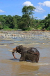 SRI LANKA, Pinnewala, elephant (tusker) bathing in Maha Oya (Big River), SLK2268JPL