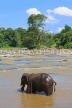 SRI LANKA, Pinnewala, elephant (tusker) bathing in Maha Oya (Big River), SLK2270JPL