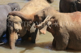 SRI LANKA, Pinnewala, elephant bathing and playing in Maha Oya (Big River), SLK2331JPL