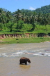 SRI LANKA, Pinnewala, elephant bathing in Maha Oya (Big River), SLK2280JPL