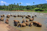 SRI LANKA, Pinnewala, elephant bathing in Maha Oya (Big River), SLK2316JPL
