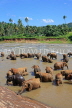 SRI LANKA, Pinnewala, elephant bathing in Maha Oya (Big River), SLK2317JPL