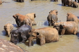 SRI LANKA, Pinnewala, elephant bathing in Maha Oya (Big River), SLK2318JPL
