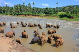 SRI LANKA, Pinnewala, elephant bathing in Maha Oya (Big River), SLK2320JPL