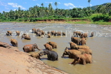 SRI LANKA, Pinnewala, elephant bathing in Maha Oya (Big River), SLK2323JPL
