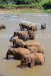 SRI LANKA, Pinnewala, elephant bathing in Maha Oya (Big River), SLK2324JPL