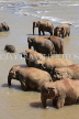 SRI LANKA, Pinnewala, elephant bathing in Maha Oya (Big River), SLK2325JPL