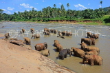 SRI LANKA, Pinnewala, elephant bathing in Maha Oya (Big River), SLK2326JPL