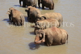 SRI LANKA, Pinnewala, elephant bathing in Maha Oya (Big River), SLK2327JPL
