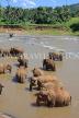 SRI LANKA, Pinnewala, elephant bathing in Maha Oya (Big River), SLK2328JPL
