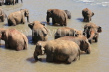 SRI LANKA, Pinnewala, elephant bathing in Maha Oya (Big River), SLK2329JPL