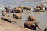 SRI LANKA, Pinnewala, elephant bathing in Maha Oya (Big River), SLK2330JPL
