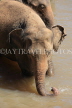 SRI LANKA, Pinnewala, elephant bathing in Maha Oya (Big River), SLK2354JPL