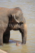 SRI LANKA, Pinnewala, elephant in Maha Oya (Big River) closeup, SLK2425JPL