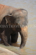 SRI LANKA, Pinnewala, elephant in Maha Oya (Big River) closeup, SLK2426JPL