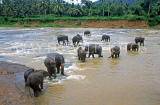SRI LANKA, Pinnewala, elephants bathing in Maha Oya (Big River), SLK1539JPL