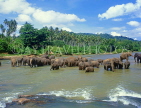 SRI LANKA, Pinnewala, elephants bathing in Maha Oya (Big River), SLK1642JPL