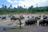 SRI LANKA, Pinnewala, elephants bathing in Maha Oya (Big River), SLK1662JPL
