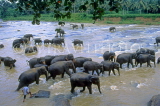 SRI LANKA, Pinnewala, elephants bathing in Maha Oya (Big River), SLK1735JPL