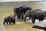 SRI LANKA, Pinnewala, elephants bathing in Maha Oya (Big River), SLK1863JPL