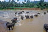 SRI LANKA, Pinnewala, elephants bathing in Maha Oya (Big River), SLK2119JPL