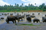 SRI LANKA, Pinnewala, elephants bathing in Maha Oya (Big River), SLK2120JPL
