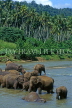 SRI LANKA, Pinnewala, elephants bathing in Maha Oya (Big River), SLK2144JPL