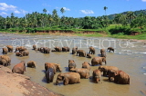 SRI LANKA, Pinnewala, elephants bathing in Maha Oya (Big River), SLK2262JPL
